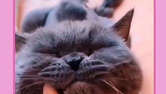 搞笑萌宠小视频,动物界的喜剧之王