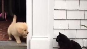 搞笑萌宠小视频,动物界的喜剧之王