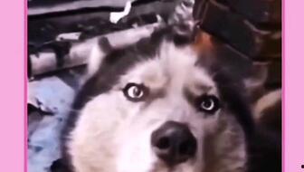 搞笑萌宠小视频,动物界的喜剧之王