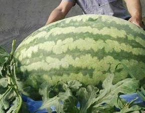 今日最大的瓜是什么瓜,揭秘今日最大“瓜”背后的真相