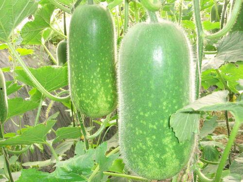 今日宜吃瓜章大贵,章大贵带你领略瓜界风云