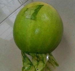 今日吃瓜每日吃瓜的意思,跟随吃瓜群众，畅享娱乐盛宴