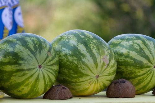 梦见别人送黑瓜给自己吃,揭秘黑瓜赠礼的神秘寓意