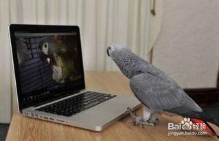 灰鹦鹉说话视频,视频揭秘其惊人语言能力