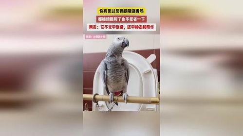 灰鹦鹉说话视频,视频揭秘其惊人语言能力