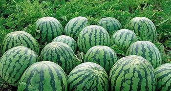 红料吃瓜爆料视频,揭秘娱乐圈幕后真相