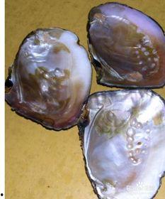 河蚌的做法与清洗视频,河蚌清洗与处理技巧全解析