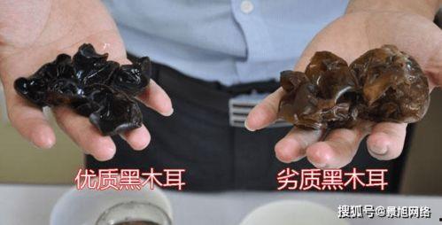 黑木耳视频,营养与美味的完美结合