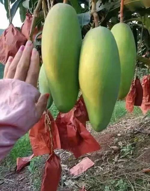 宁明吃瓜爆料,揭秘娱乐圈背后的惊人真相