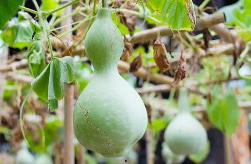 吃葫芦瓜拉黑便,葫芦瓜饮食与黑便现象探究