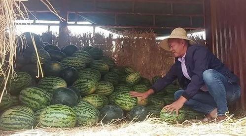 瓜农今日吃瓜热门大瓜,揭秘热门大瓜背后的真相