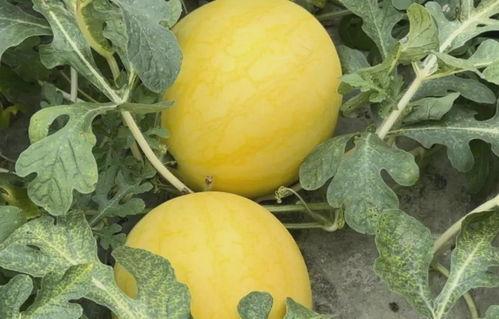 宿迁小白瓜今日价格,实惠之选，市场行情一览