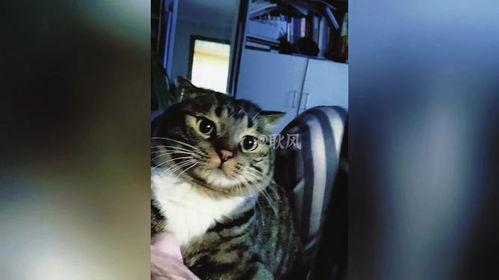 猫看的视频,视频里的趣味瞬间