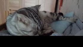 猫看的视频,视频里的趣味瞬间