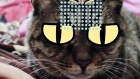 猫看的视频,视频里的趣味瞬间