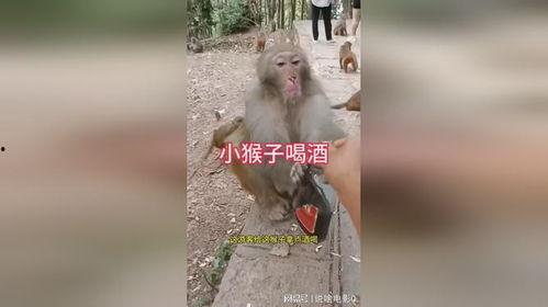 猴子喝酒的视频,猴子饮酒视频引发网友热议