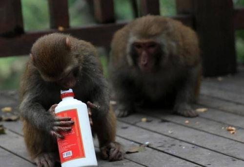 猴子喝酒的视频,猴子饮酒视频引发网友热议
