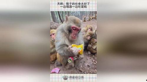 猴子喝酒的视频,猴子饮酒视频引发网友热议