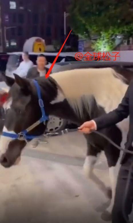 配马视频,揭秘马匹训练与搭配的奥秘