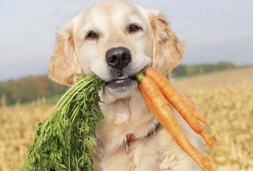 狗狗可以吃黑瓜吗有点苦,营养与安全解析