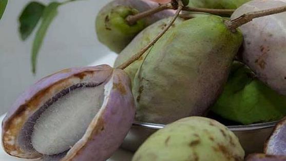 八月瓜可以吃黑籽吗,美味与营养的完美结合