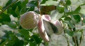 八月瓜可以吃黑籽吗,美味与营养的完美结合