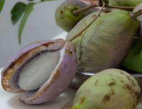 八月瓜可以吃黑籽吗,美味与营养的完美结合