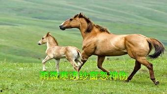 配马的视频,揭秘马匹挑选与搭配技巧