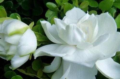 栀子花视频,探寻自然之美与心灵共鸣