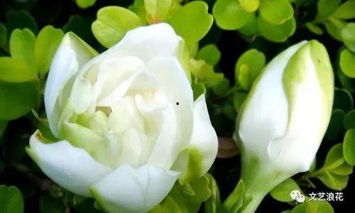 栀子花视频,探寻自然之美与心灵共鸣