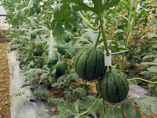 郑州中牟吊瓜今日价格表,行情波动，品质优价并存