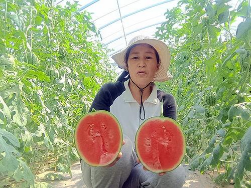 郑州中牟吊瓜今日价格表,行情波动，品质优价并存