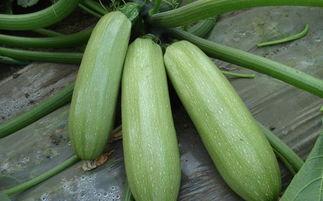 吃瓜爆料常用工具有哪些,盘点热门爆料工具大盘点