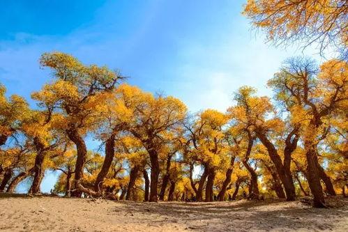 生如胡杨朗诵视频,坚韧生命之歌的朗诵之旅