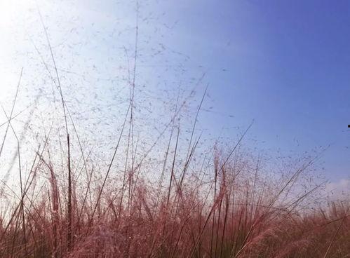 草柳视频,揭秘自然之美与生态和谐