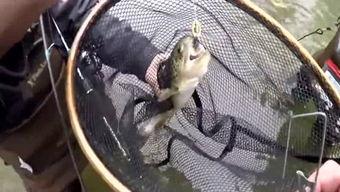 野外爱爱视频,揭秘户外浪漫瞬间