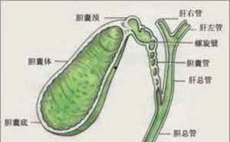 肝脏叩诊视频,掌握肝脏健康检查技巧