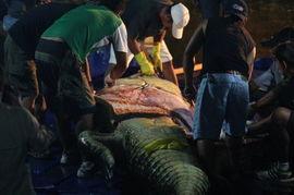 鳄鱼吃人视频,鳄鱼捕食人类惨烈一幕