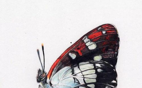 美术视频,跟随美术视频领略艺术魅力