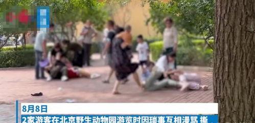 群狗打架视频,一场惊心动魄的狗界争霸战