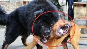 群狗打架视频,一场惊心动魄的狗界争霸战