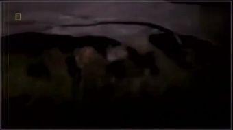 群狗打架视频,一场惊心动魄的狗界争霸战