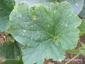 吃瓜的黑图怎么弄,揭秘网络热传“吃瓜黑图”背后的故事与影响