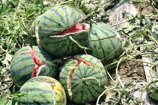 北京朝阳黑料吃瓜网,吃瓜网带你探秘网络八卦风云