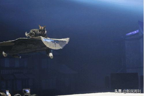 托尔吃瓜爆料群是真的吗,揭秘网络传闻的真实性