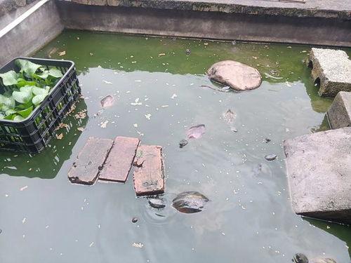 养龟视频,跟随养龟视频探索龟类养护之道