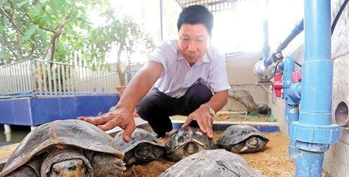 养龟视频,跟随养龟视频探索龟类养护之道