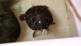 养龟视频,跟随养龟视频探索龟类养护之道