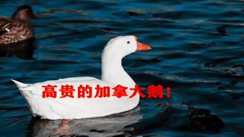 鹅的视频,欢乐时光尽收眼底