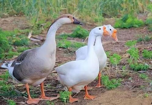 鹅的视频,欢乐时光尽收眼底